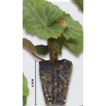 Begonia Majestic x3 Plug Plants