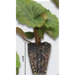 Thunbergia (Black Eyed Susie) x 3 Plug Plants.