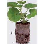 Geranium Varigated Plug Plants x3