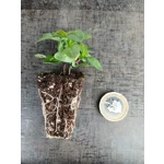Lavender Blue Spear x3 Plug Plants