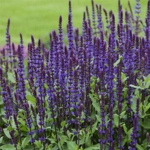 Salvia Caradonna x3 Plug Plants