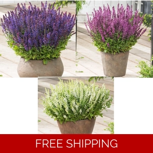 Salvia Synchro x3 Plug ..