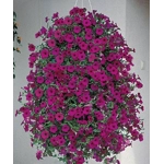 Petunia Tidal Wave x3 Plug Plants