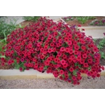 Petunia Tidal Wave x3 Plug Plants
