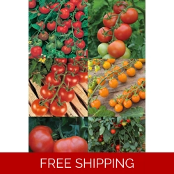 Tomato x3 Plug Plants.