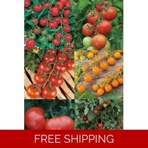 Tomato x3 Plug Plants.