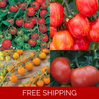 Tomato x3 Plug Plants.