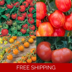 Tomato x3 Plug Plants.