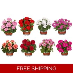 Geranium Trend (Upright)