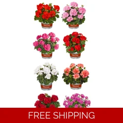 Geranium Trend (Upright)
