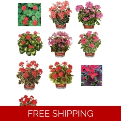 Geranium Varigated Plug Plan..