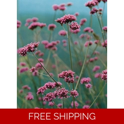 Verbena Buenos Aires x3 Plug Plants