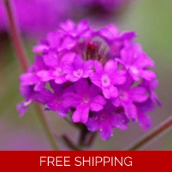 Verbena Santos Purple