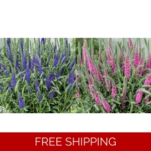 Veronica Anniversary x3..