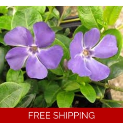 Vinca Minor La Grave x3 Large Plug Plants (Evergreen Shrub)