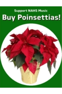 Poinsettia