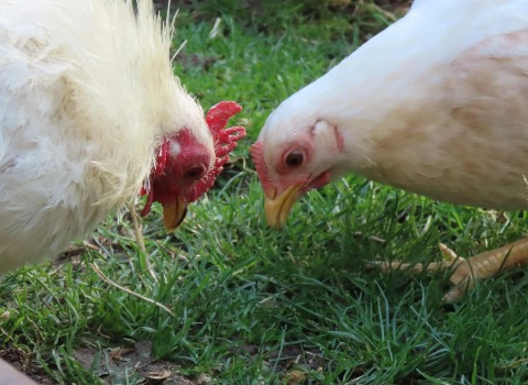 EQUEHEMP - FOR POULTRY