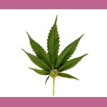 Hemp leaf