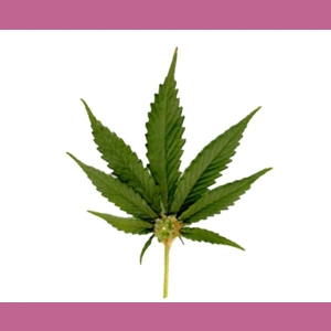 Hemp leaf