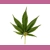 Hemp leaf