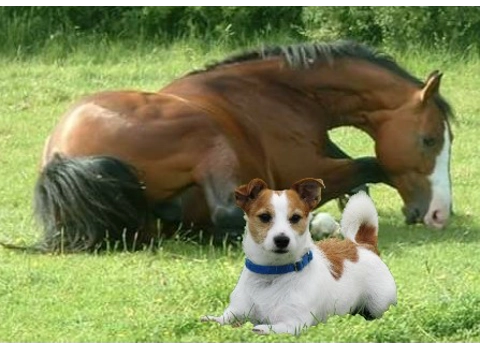 NATURAL PRODUCTS FOR HEALTHY HAPPY ANIMALS