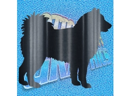Akita