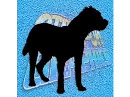 Border Terrier
