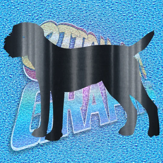 Border Terrier 003