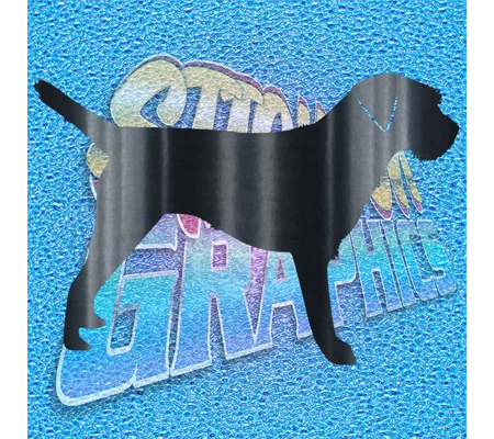 Border Terrier 004