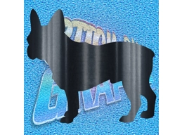 Boston Terrier 006
