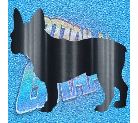Boston Terrier 006