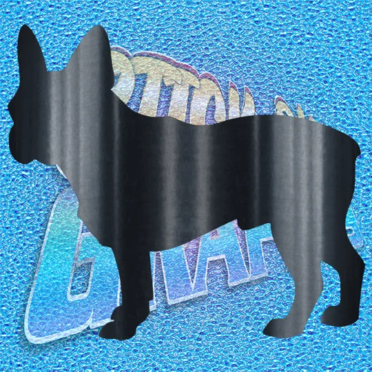 Boston Terrier 006