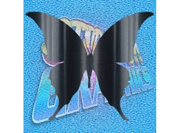 Butterfly 005