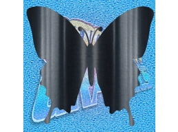 Butterfly 006