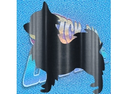 Chihuahua 012
