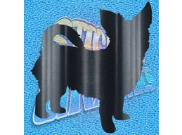 Chihuahua 013