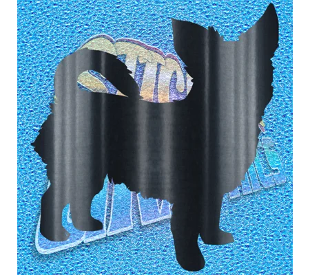 Chihuahua 013