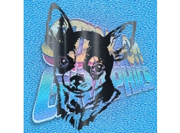 Chihuahua 016