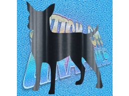 Chihuahua 003