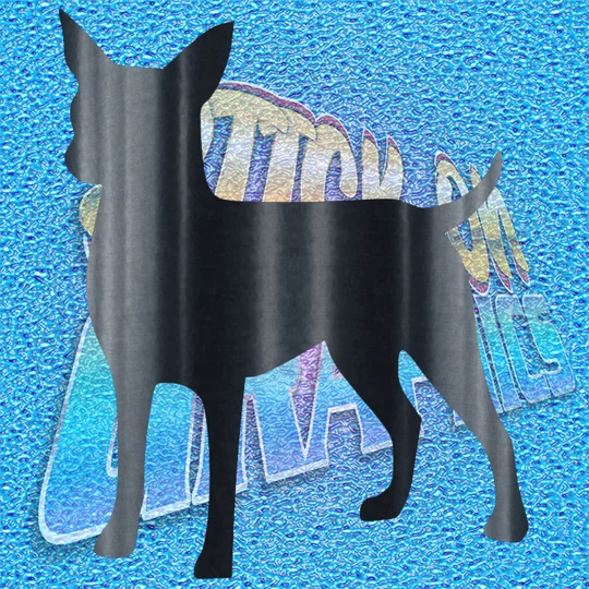 Chihuahua 003