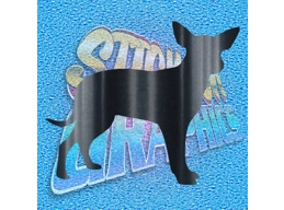 Chihuahua 004