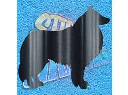 Collie 001