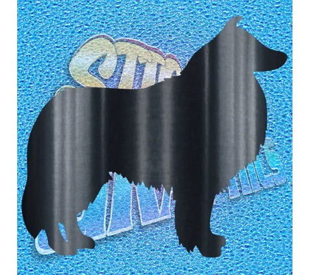 Collie 001