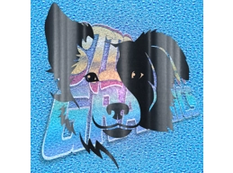 Collie 002