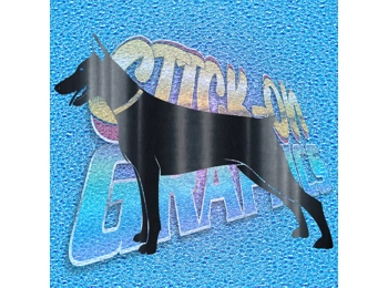 Doberman 011