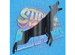 Doberman 013