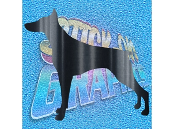 Doberman 001
