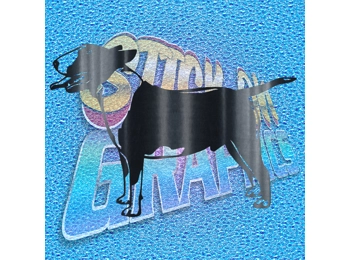 English Bull Terrier 020