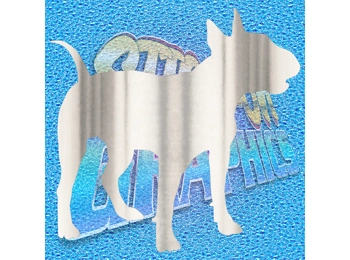 English Bull Terrier 006