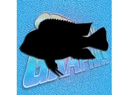 Fish Frontosa